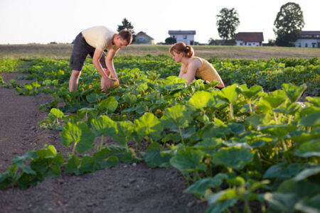 A New Guide to Farming Grants, Loans and Resources Image